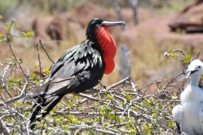 frigate bird, red, bird, nature, galapagos, brut, frigate bird, frigate bird, frigate bird, frigate bird, frigate bird, galapagos, galapagos
