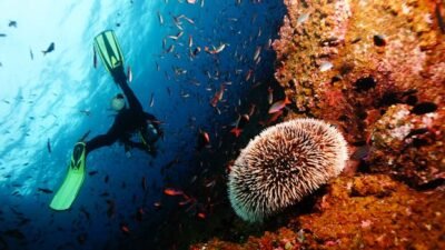 Scuba diver explores colorful coral reef teeming with marine life in the Galápagos Islands.