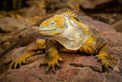 Close-up of a Galápagos land iguana with striking yellow scales, sunbathing on rocks.